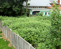 An overgrown garden